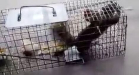 How to Humanely Trap Squirrels for Removal From an Attic Image